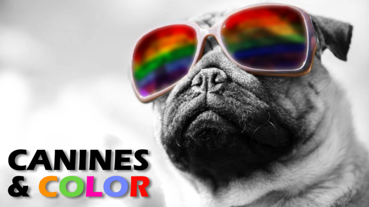 Are Dogs Colorblind?